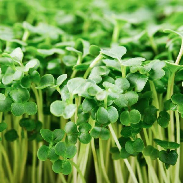 microgreens