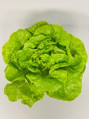 Organic Aqua Fresh, Inc