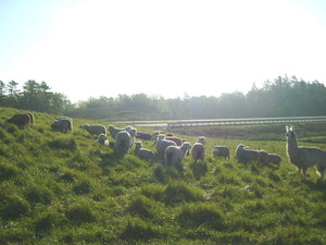 Pleasant Ridge Farm