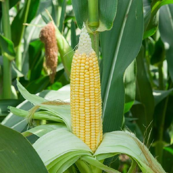corn