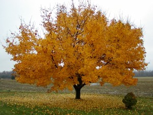 Beavertop Farm
