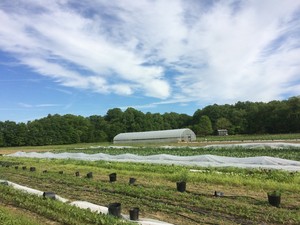 Owl's Nest Farm