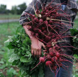 Cure Organic Farm
