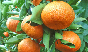 K&G La Cresta Citrus