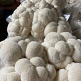 Haw River Mushrooms