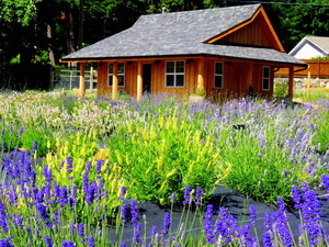 Cowichan Valley Lavender Labyrinth