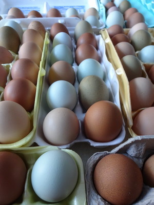 The Painted Hen