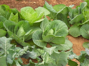 DENDI Ranch