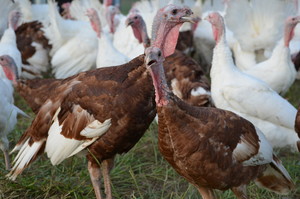 Nature's Best Turkeys
