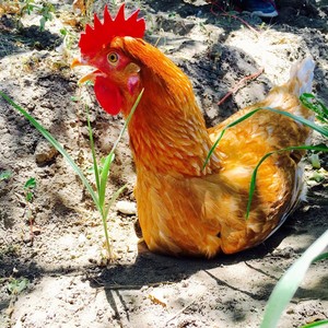 Khan Eggs/Poultry