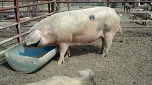 Yellow Wolf Farm