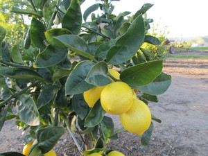 Lomanto's Lemons