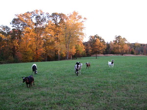 Flights of Fancy Farm