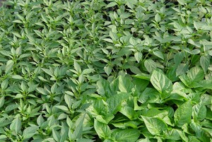 Cross Country Nurseries