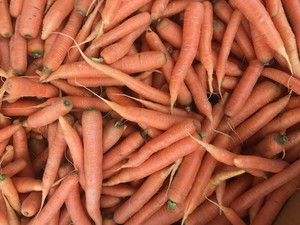 Terra Firma Farm