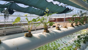 Vibrant Life Farms