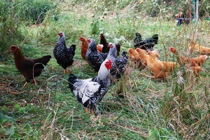 Northern Path Family Farm