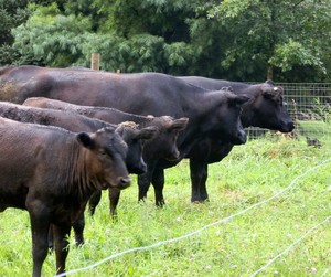 Rosebriar Farms grass fed Wagyu Beef