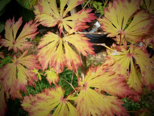 Maples N More Nursery