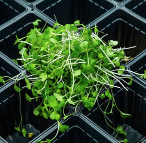 Vital Living Sprouts