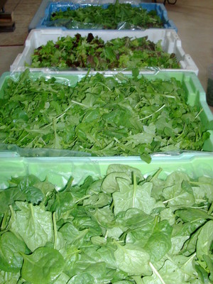 Bliss Gardens & Community Kitchen