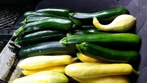 Seedswell Vegetable Farm
