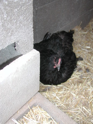 What Came First Hatchery