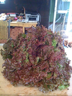 Daisy Hill Farm Market