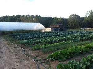Spreading Oaks Farm