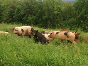 Grazin' Acres Farm