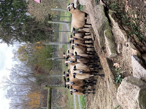 Sweet Sourland Farms