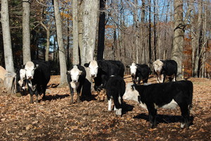 Haines Hill Farm