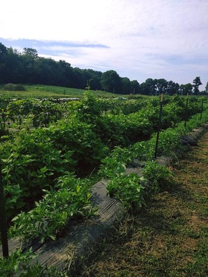 Tranco Farms Garden