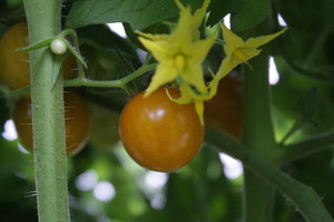 Crawford Organics