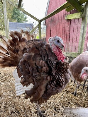Bexhill Farm