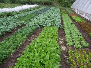 Flying Onion Farm
