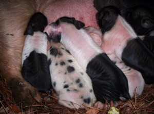 Wilson Livestock and Forage