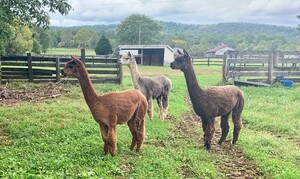 T & W Boer Goat Farm Market & Cut Flowers