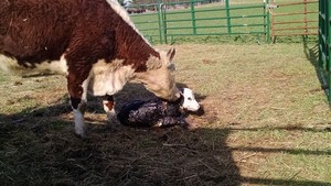 Purgatory Cattle
