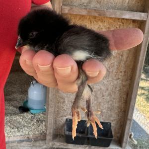 Whispering Pines Poultry