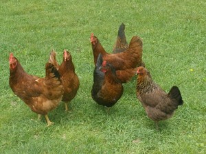 Callie Glen Farm