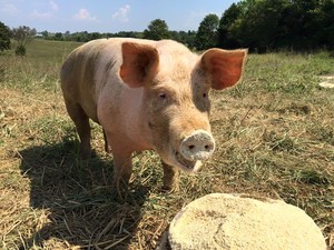 Green Pastures CSA