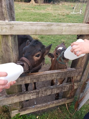 Irish Acres Farm
