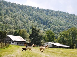 Wild & Wooly Farm