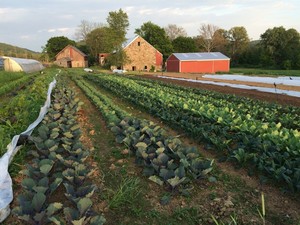 Meadowsweet Acres