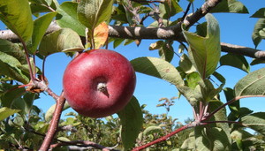 Shelburne Orchards