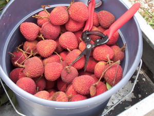 Lychee Fruit Store