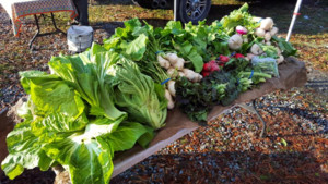 delli Carpini Farm