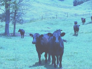 RTS Farms All Natural Beef