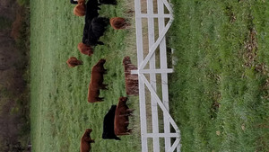 Rose Valley Angus Farm